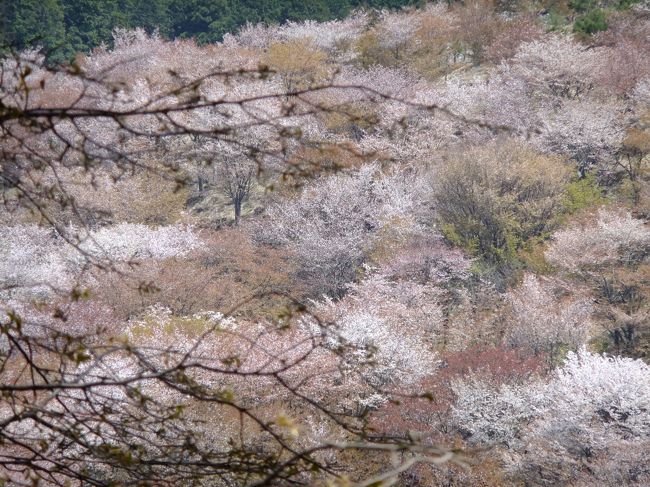 春風の花を散らすを<br /> 見る夢は<br /> 覚めても胸のさわぐなりけり(西行法師)<br /><br />開花予想と天気予報。<br />検討しながら行ってきました吉野山<br /><br />200種の山桜のグラデーション。
