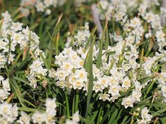 安房鴨川ぐるり旅【18】～3万坪の花絵巻　七福神巡りと雛の里～花野辺の里