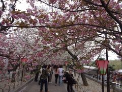 お花見2012　桜の通り抜け　大阪～造幣局～
