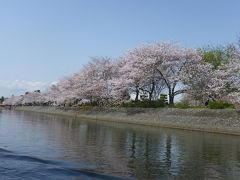 宇治川でお花見