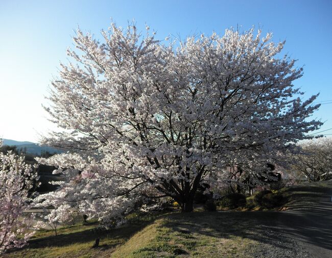 岡山市北区石妻の桜パート?です。