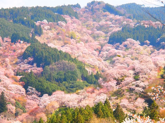 ≪作成途中≫<br /><br />2012年2回目の京都・奈良一人お花見旅行。<br /><br />最終日は待ちに待った吉野桜。<br />昨年は時期がずれてしまったせいで、奥千本の花見となりましたが<br />今年は桜の開花がずれたせいで、下～上千本の見頃に合わせることができました。<br /><br />ルートとしては、吉野駅からバスで中千本公園まで行き、更に奥千本入口までバスを乗り換えて登ってから徒歩で降りてくるのが一番楽です。<br />平日でも１０時前にはバス乗らないと、混んできてバス１時間半待ちになります！<br /><br />この日も平日にもかかわらず、すごい混雑。<br />でも本当に満開で美しい桜でした。<br /><br />20年来の憧れを実現できて、本当に感動しました。<br />またいつか見に行くことができたらいいな。
