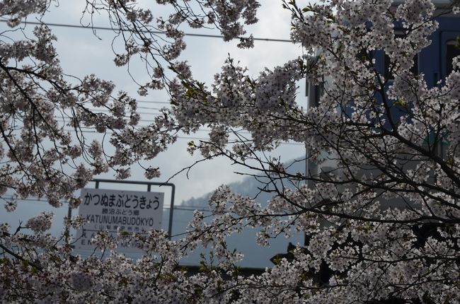 都心の桜が散り終わったこの時期、桜満開の勝沼ぶどう郷駅は素晴らしい桜のピンク色が駅ホーム全体を華やかに彩っていました。<br /><br />桜の鮮やかなピンク色の中を走る中央本線を撮影したい！という思いから、<br />都心から普通電車で約２時間とお手軽なこの場所にカメラの練習も兼ねて訪れてみました。