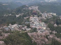 満開の桜「吉野の中千本」を見る