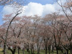 桜川の山桜と笠間の桜めぐり