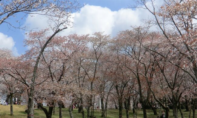 私の「2012桜めぐり」第三弾です。<br />今日は、満開をすぎてしまった県南から、北西方向のすこ〜しお山の方へでかけてみました。<br />つくば市から桜川市〜笠間市〜水戸市〜石岡市ときれいな桜を探して、移動です。<br />桜川市は「西の吉野、東の桜川」と言われる古来からの桜の景勝地。<br />山桜の名所「磯部桜川公園」では雅で優雅な平安のお花見気分が楽しめました。<br />ソメイヨシノの豪華さとまたちがった、山桜の美しさを自分的には大発見です。<br /><br />その後、笠間の桜見物をして、水戸偕楽園、石岡市の公園、最後は自宅近くの真鍋小学校の夜桜と桜見まくりの一日となりました。<br /><br />つくば市から笠間市までの分を<br />前半 ”桜川の山桜と笠間の桜めぐり ”<br />水戸市から土浦市 真鍋小学校の夜桜までを<br />後半 ”水戸偕楽園の桜と石岡・土浦の桜めぐり”<br />の前後半の旅行記で記載します。<br /><br />お天気も良く、きれいな桜がたくさん見られて、大満足のお花見になりました。<br /><br />
