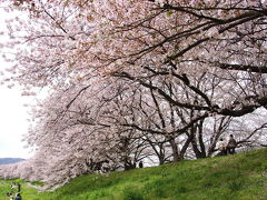 １．４kmの桜並木　八幡の背割堤でほのぼのほっこり～