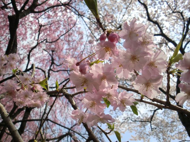 観桜の京都旅　3日で一生分の桜を観尽くした !?　2