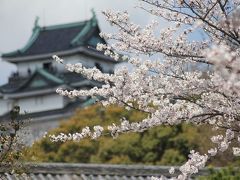 桜とお城シリーズ　お花見 和歌山城桜祭り