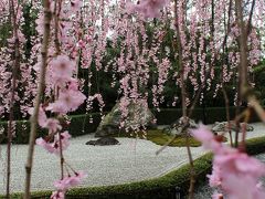 京都の桜♪そうだ　春の京都、歩こう（後編）。～妙心寺（退蔵院＆大法院）、金閣寺を歩く～