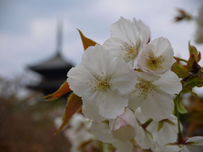 京都の春を彩る桜を見に行きました。<br />ソメイヨシノが見頃を過ぎていたので、少し遅れて咲く仁和寺の御室桜を友人と見に出かけることに。<br /><br />近くの龍安寺を先に訪ね、「そうだ！京都へ行こう」キャンペーンで映像が使われた石庭を楽しんだり、お昼時だったので境内にある西源院で湯豆腐をいただいたりしました。その後、仁和寺を訪れ御室桜など様々な桜を見て、十分春を満喫することができました。