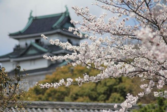 どこに住んでいても、この時期桜を見ると故郷の和歌山を思い出します。和歌山市周辺の桜の名所といえば、、根来寺や紀三井寺、そして和歌山城。和歌山城の桜が自分の中では一番です。幼少のときによく見ていたからかな。