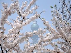 山東省 青島(チンタオ) in spring