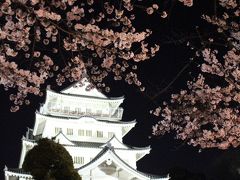 千葉市ぐるり旅【19】～ライトアップされた千葉城＆夜桜～亥鼻公園　桜祭り2012