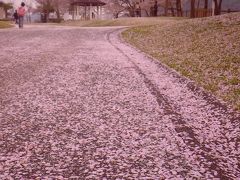 桜吹雪散る湖畔に子供たちの将来を想う／エネルギーを制する者はーーー（宮ケ瀬湖にて）