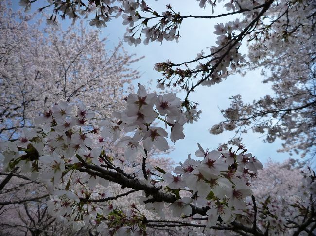 2012年04月　桜舞い散る 春の昭和記念公園