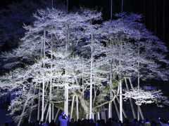 夜空に映える満開の淡墨桜