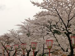 ニッポンの春を満喫　(*´∀｀)　桜満開の兼六園　in金沢