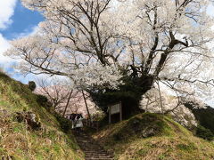 佛隆寺の望月桜 ～奈良：宇陀の桜巡り 2012 Part2～