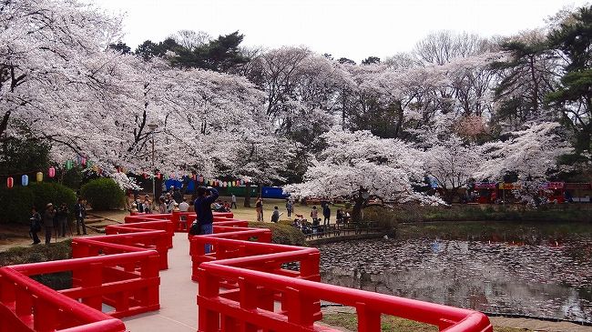 駐車場も完備されており、広い公園の桜を観て回りました。<br /><br />関連サイト<br />http://saitamapr.exblog.jp/17747061/