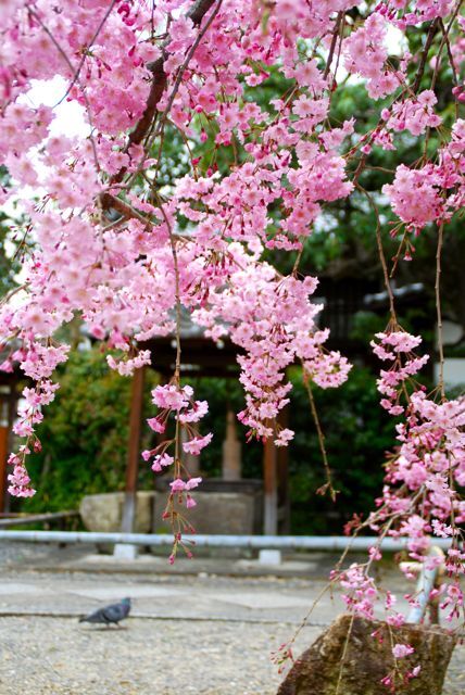 京都でのお花見を毎春の恒例行事にしていますが<br />「京都で一番の桜はここに集中しているんじゃないか！」<br />と、通い続けている場所が上京区です。<br />とはいえ京都は桜の種類が豊富なので、咲く時期も前後し、<br />上京区内でもまだ全部は見きれていませんが<br />今年の京都、ひとりお花見部上京区遠征編です。