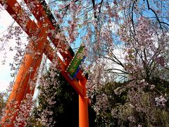 京都 芳葩爛漫 花見紀行＜後編＞平野神社～北野天満宮