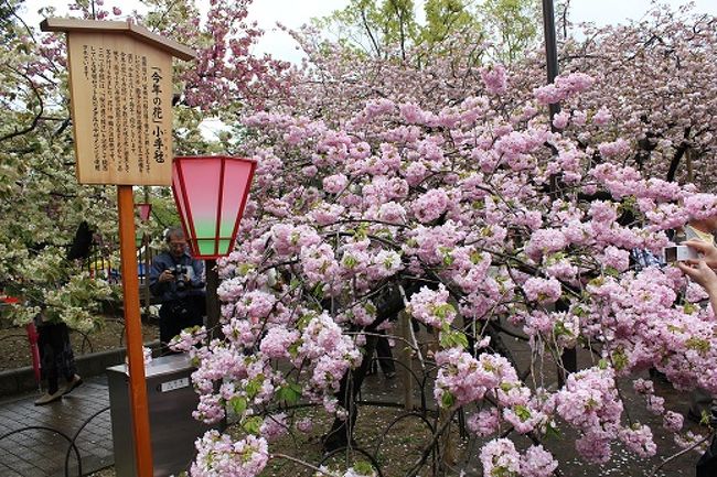 評判通りの素晴らしい桜でした。