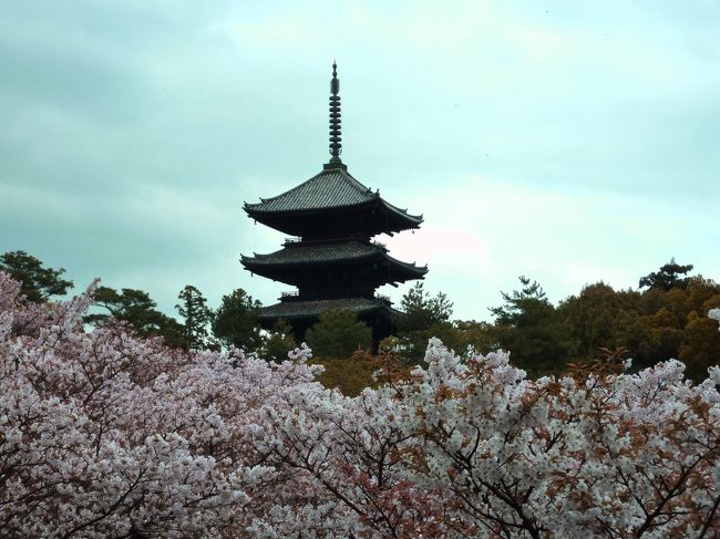 ４月初旬の九州旅行で花見のタイミングを逸してしまいました。そこで、京都にある遅咲きの桜の名所を調べた所、案外あるものです。でも天気が心配。二つ玉低気圧の接近で、４月２１日は曇りのち雨の予報で諦めムードが漂っていました。ところが朝起きてみると晴れているではありませんか。低気圧の東にある高気圧ががんばっていて天気の崩れが遅れるとの予報。即断即決で弾丸決行することにしました。<br /><br />今回は、芳葩（ほうは）の香りに誘われて仁和寺〜平野神社、おまけで北野天満宮を廻ってきました。前回、梅の香紀行で今回の下見をした形になりました。例の如く写真を撮りまくったので、前・後編に分けて紹介させていただきます。<br /><br />ちなみにタイトルにある芳葩爛漫の「芳葩」とは、「匂いのよい花」のことを指します。<br />