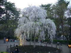 新潟の桜はこれからが見頃かな＠じゅんさい池公園＠