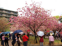 ２０１２　大阪造幣局桜の通り抜け　桜を愛でる人たち　編−１