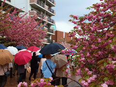 ２０１２　大阪造幣局桜の通り抜け　桜を愛でる人たち 編ー２