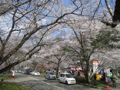 寺尾ケ原千本桜