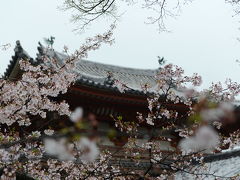 2012年　京都と奈良で桜を愛でる（その2）
