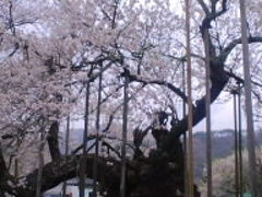 2012.04.20山高神代桜