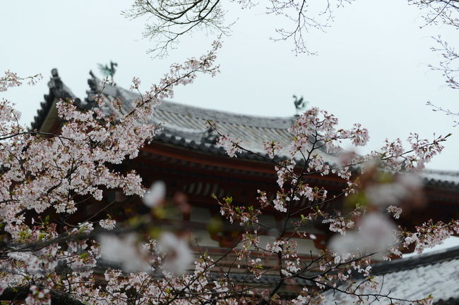 ２日目（４月１４日）は雨。午前中は京都で午後から奈良の予定です。<br /><br />で、とりあえず宇治に行ってみました。<br /><br />平等院鳳凰堂の桜は満開。川の両岸に咲く桜も春を謳歌しています。<br /><br />興聖寺さんも訪問。秋と違ってひっそりとしていました。<br /><br />写真は鳳凰。<br /><br />午後からは奈良の飛鳥へ