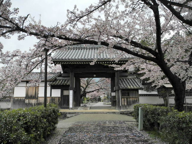 ２日目（４月１４日）は午後から奈良県飛鳥で桜を愛でます。<br /><br />近鉄飛鳥駅で降りて自転車を借ります。<br />駅から石舞台古墳方面は緩やかな登り坂なので、電動自転車にしておくと楽です。<br /><br />橘寺や石舞台の桜は満開。のどかな風景の中をサイクリングすると気持いいですよ。<br /><br />写真は橘寺