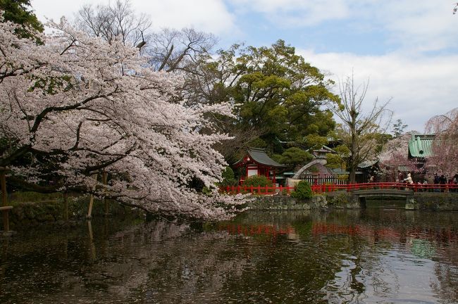 今年は桜が咲くのが遅かったですね〜。<br />咲いたら咲いたで、天気が悪くてあっという間に<br />散ってしまった感じ。<br /><br />家の近所の桜を眺めるだけでもいいかと思っていたけど<br />友達に誘われたので静岡・三島大社の桜を見に行ってきました。<br />そして今の時期、静岡といえばサクラエビ！シラス！<br />内心、グルメがメインだな・・と思いつつ〜♪<br />