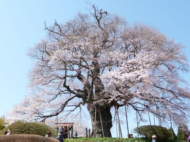 強風と時折強く降る雨の中、真庭市・新庄村の桜を見て回りました。<br />最初に訪ねたのは、醍醐桜（真庭市別所）花は盛りを過ぎていましたが、堂々と天に向かってそびえ立つ姿は見事なものでした。次に訪れたのは、岩井畝の大桜（真庭市岩井畝）こちらは、見頃を迎えていました。そして今日一番の目的地、さくら祭りが行われている新庄村のがいせん桜、こちらも強風と雨の中見頃を迎えていました。<br />最後に蒜山方面へ、ここでは黒岩の山桜、茅部神社の桜並木を訪れました。<br />黒岩の山桜はまだつぼみの状態でした。最後に訪れた茅部神社のさく並木は見頃まで後数日と言うところでした。<br />※表紙の写真は昨年4月12日に撮影したものです。