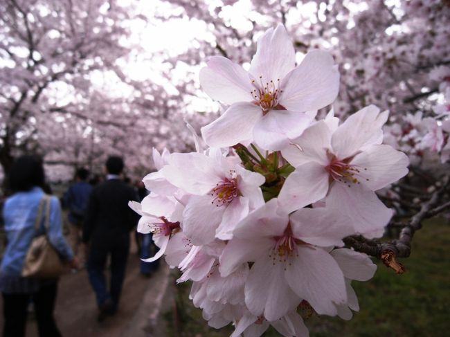 2012年4月。身内ネタの多い、自己満足旅行記です。<br />昨年に引き続き、今年の4月も神戸へ。<br />3泊4日で親族宅をハシゴ。<br />ちょうど桜の開花が遅かったので、またまたお花見できました♪<br /><br />&lt;交通&gt;<br />●羽田→伊丹 JAL片道特典航空券 <br />●神戸→羽田 ANA<br /><br />&lt;宿泊&gt; 親族宅<br /><br />&lt;食&gt;<br />「明石焼 お好み焼 楽」http://akashiyakiraku.com/<br />「Sun Cooke サン・クック」http://tabelog.com/hyogo/A2801/A280110/28035102/(食べログ)<br />「オールド・スパゲティ・ファクトリー」http://tabelog.com/hyogo/A2801/A280102/28000597/ (食べログ)<br />「味と宿(須磨 観光ハウス)花月」http://www.suma-kagetsu.com/<br />「中華菜館 博愛」http://www.hi-net.zaq.ne.jp/tarumin/hakuai.html<br />「焼肉ダイニングワンカルビ  伊川谷店」http://r.gnavi.co.jp/k190313/<br />