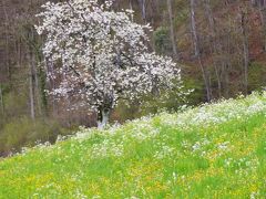 スイスの春もさくらさく　山桜 人に見よとて 散りやせん　inバーゼルラント 