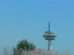 所沢航空記念公園へ桜見と航空発祥記念館