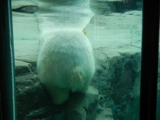 日帰りバスツアーで、<br /><br />旭山動物園、美瑛の青い池、フラノマルシェに行ってきました。<br /><br /><br />旭山動物園は、いわれている通り動物の展示がスバラシイ！<br /><br />アザラシが泳ぐ速さも、お猿さんの驚異の身体能力も、間近で見る猛獣も、どれもが興奮でした！<br /><br />でもオオカミ館が出産準備で閉まっていたのが残念～。<br /><br />表紙はシロクマのおしりです。