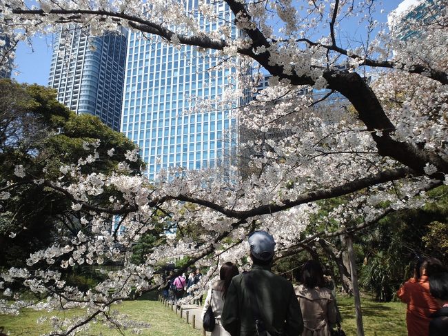 今年のお花見はどこへ行こう…と考えて<br />浜離宮庭園へ行ってみました。<br />当日は、寝坊して遅れてしまってごめんなさい。