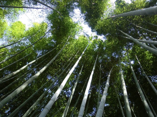 桜の京都旅3日目。<br />今まで気になっていたけど訪れることのなかった高台寺へ。<br />最後日なのでお土産も抜かりなく…（笑）<br /><br />高台寺〜霊山観音〜二年坂〜清水坂