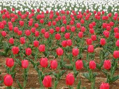 大宮花の丘公園にチュウリップを訪ねて