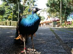 20111231 景洪 民族風情園へ…なんも無いね