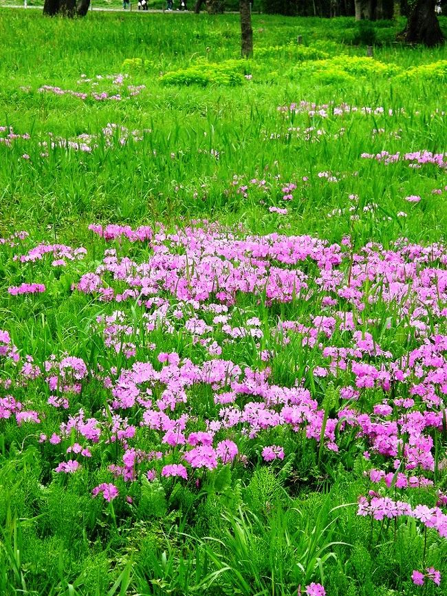 国の特別天然記念物に指定されているサクラソウ自生地がさいたま市（旧浦和市田島ヶ原）にあり、毎年のように訪れていますが・・。<br /><br />今年は「さくら草まつり」に当たってしまいましたが、花は丁度良い時期に楽しめました。<br /><br />サクラソウは多年草です。<br />花にはいろいろな形があります、よく観察しながら見たいと思います。