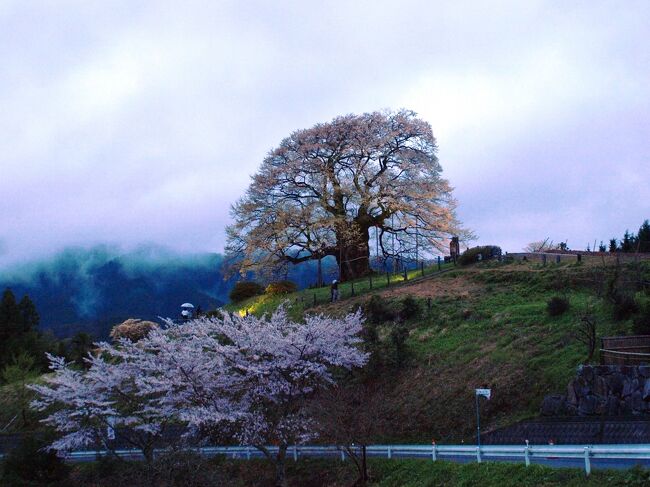 ４度目の逢瀬は夕闇に浮かぶ醍醐桜