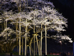【日本三大桜】　満開の国指定天然記念物 「 根尾谷淡墨桜 」 を訪れて  2012年4月