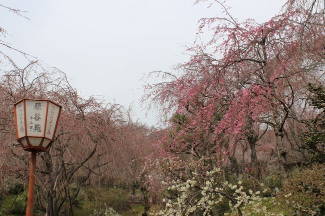 ここは通常の桜の花見検索ではあまり出てこない穴場のスポットです。<br /><br />場所は立命館の方というか、龍安寺の北の方で、北に位置してます。<br />その為か京都では開花は遅い方になります。<br /><br />民間の桜苑でありそれほど広くもなく<br />紅枝垂れが見事であり、桜の密度も非常に高いところです。<br /><br />満開時は非常に混むと思われますが、紅しだれ弁当を食べながらの花見は最高の贅です。<br /><br />訪れたときは満開前なので料金も安い<br />今が4月末が丁度見頃ではないでしょうか？<br /><br />満開ではないのでどんな感じかご紹介します<br /><br /><br /><br /><br /><br />